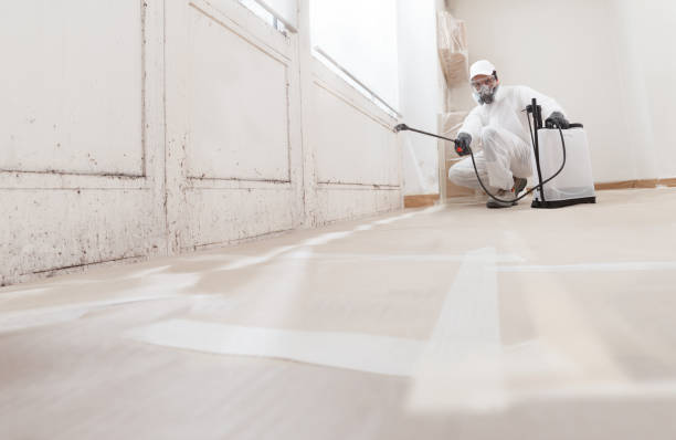 24/7 Emergency Black Mold Remediation experts in Flintstone, MD