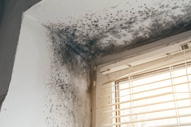 Affordable Black Mold Remediation solutions in Flintstone, MD